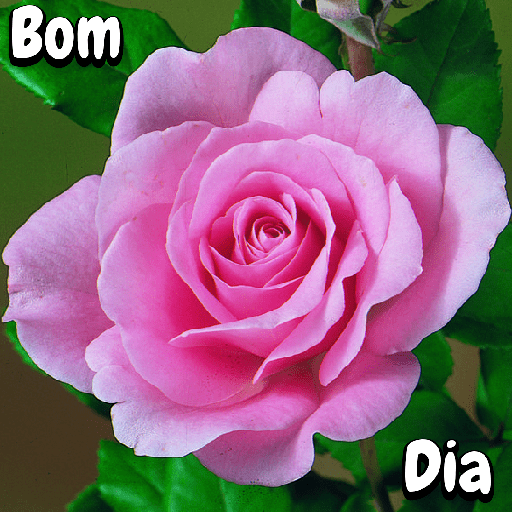Flores 26