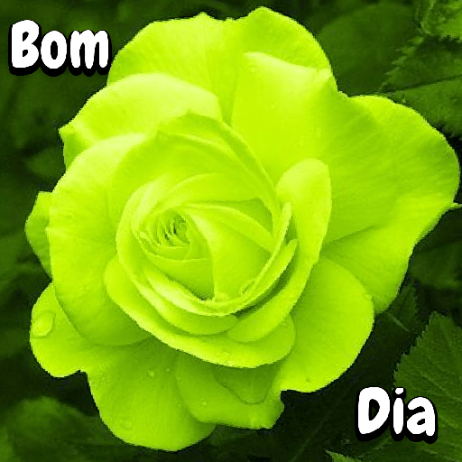 Flores 15