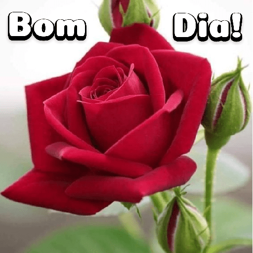 Flores 14