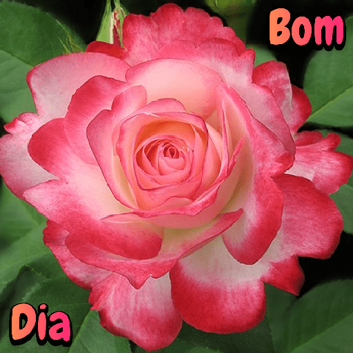 Flores 7