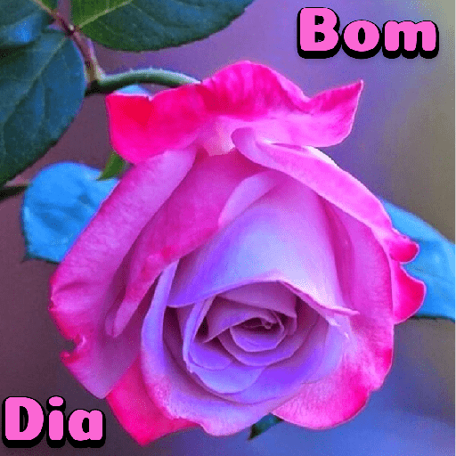 Flores 24