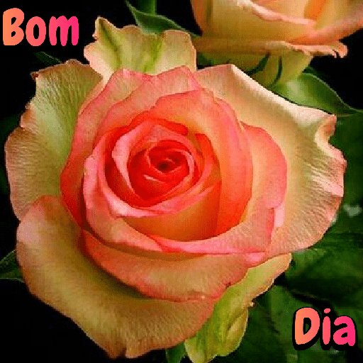 Flores 19