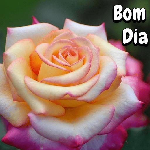 Flores 20