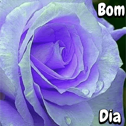Flores 10