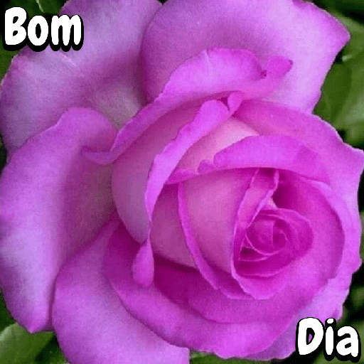Flores 25