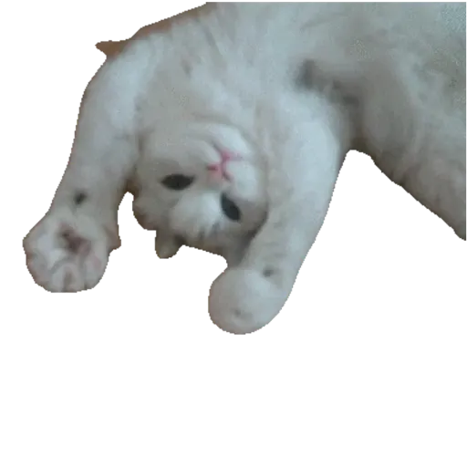 Gatinhosss