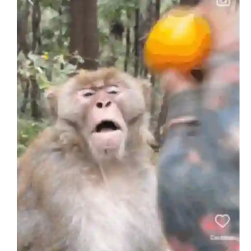 Monkeys5 7