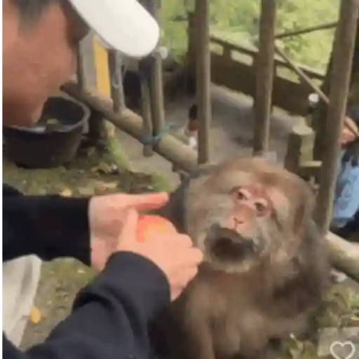 Monkeys5 2
