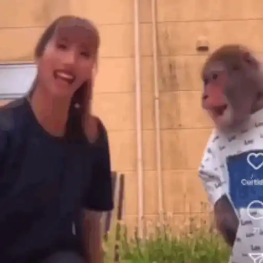Monkeys5 6