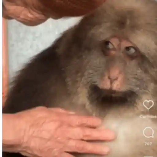 Monkeys5 3