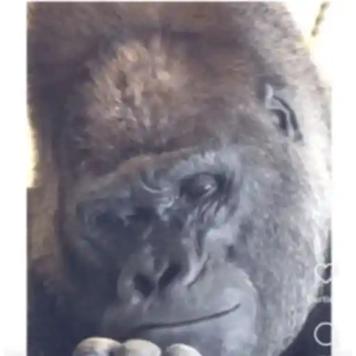 Monkeys5 5