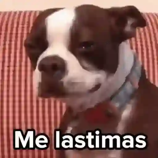 🪸🪼Mix ANIMADOS 4🪼🪸