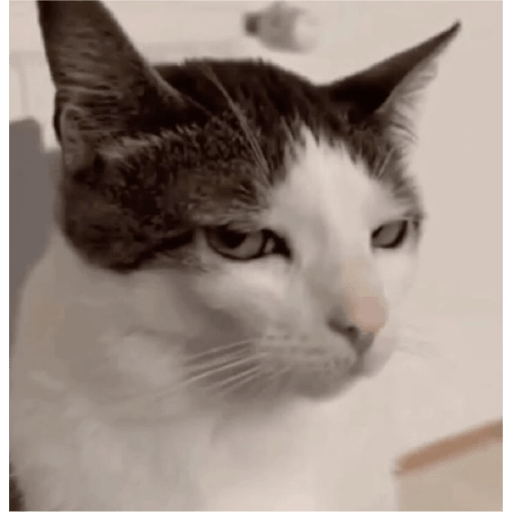 🐈‍⬛meow🐈‍⬛ 27