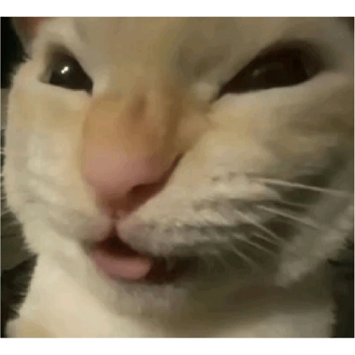 🐈‍⬛meow🐈‍⬛ 26