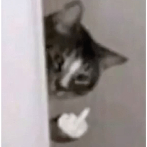 🐈‍⬛meow🐈‍⬛ 29