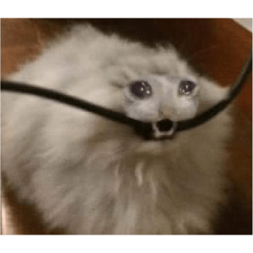 🐈‍⬛meow🐈‍⬛ 14
