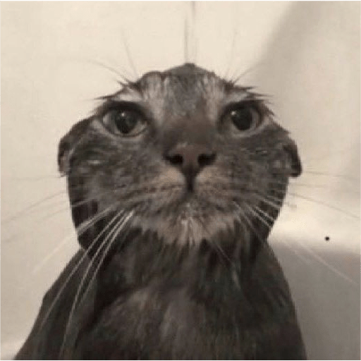 🐈‍⬛meow🐈‍⬛ 2