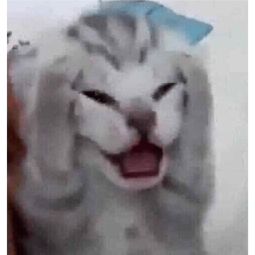 🐈‍⬛meow🐈‍⬛ 3