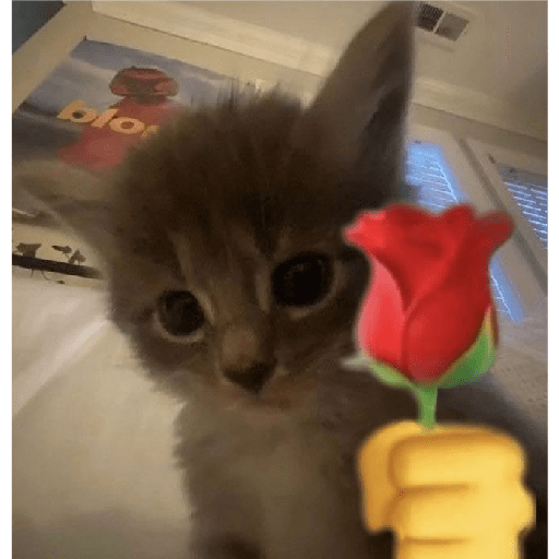 🐈‍⬛meow🐈‍⬛ 5