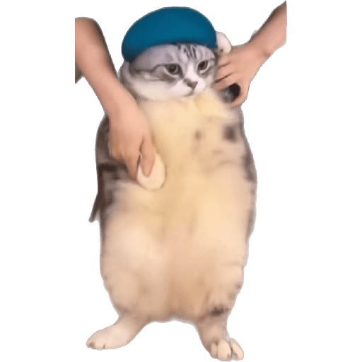 🐈‍⬛meow🐈‍⬛ 7