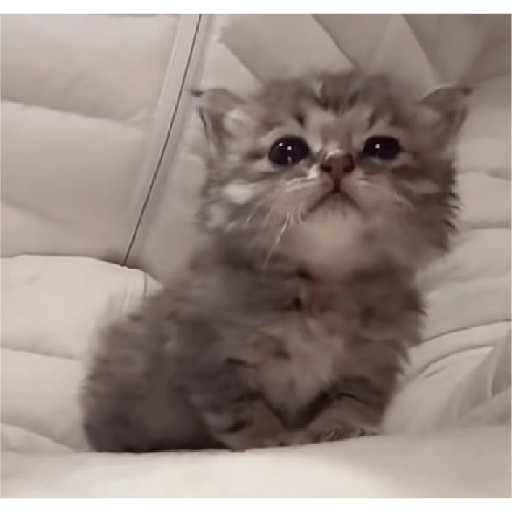 🐈‍⬛meow🐈‍⬛ 9