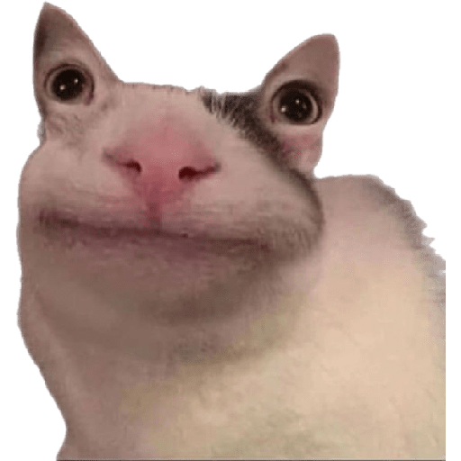 🐈‍⬛meow🐈‍⬛ 24