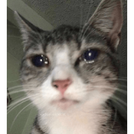 🐈‍⬛meow🐈‍⬛ 25