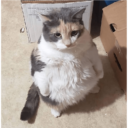 🐈‍⬛meow🐈‍⬛ 11