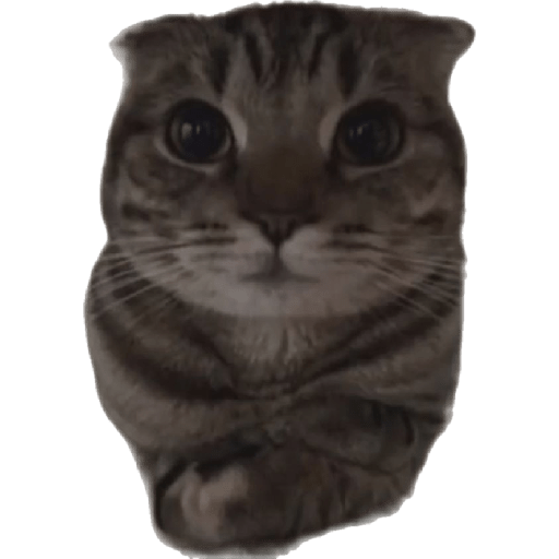 🐈‍⬛meow🐈‍⬛ 23
