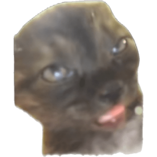 🐈‍⬛meow🐈‍⬛ 13