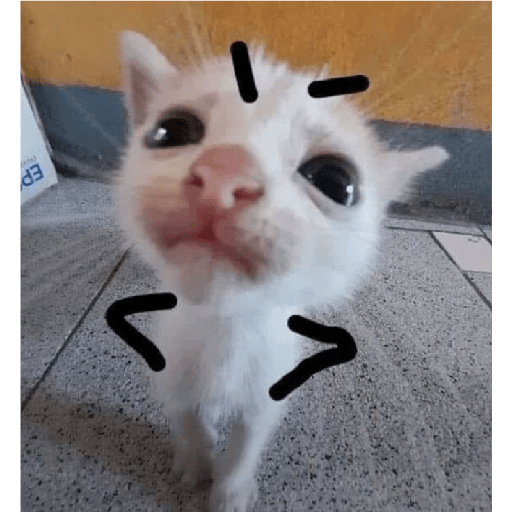 🐈‍⬛meow🐈‍⬛ 16