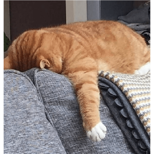 🐈‍⬛meow🐈‍⬛ 15