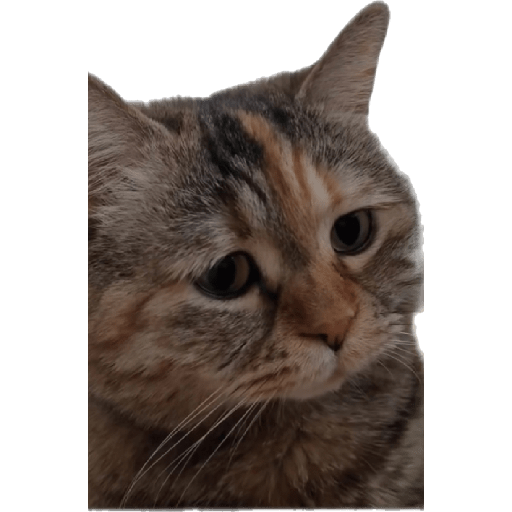 🐈‍⬛meow🐈‍⬛ 17