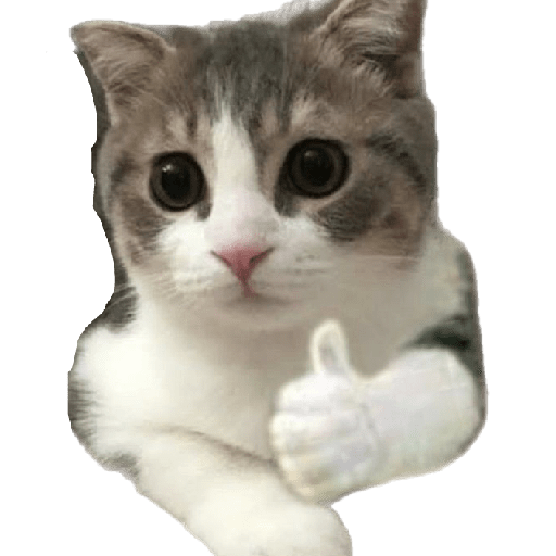 🐈‍⬛meow🐈‍⬛ 18