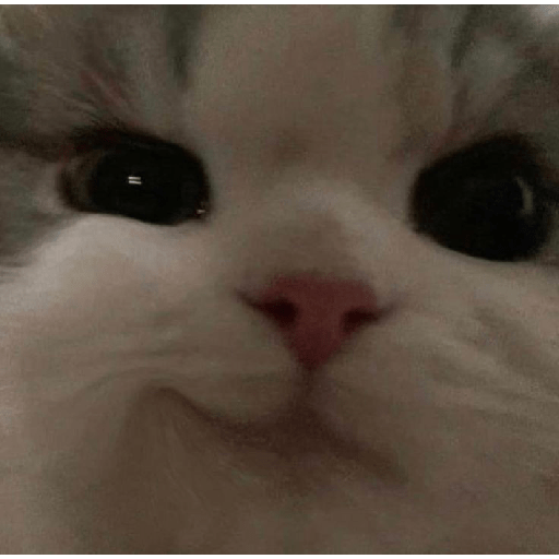 🐈‍⬛meow🐈‍⬛ 20