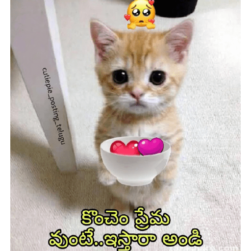 Wholesome telugu 12
