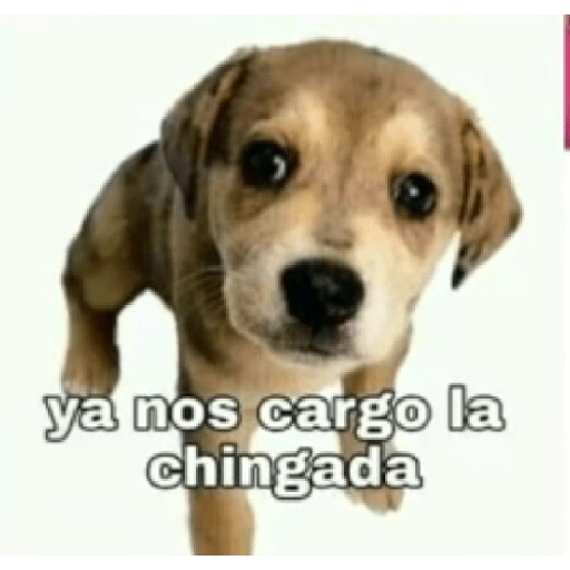 Mas memes de mierda 10