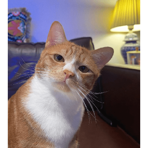 Gatito 1