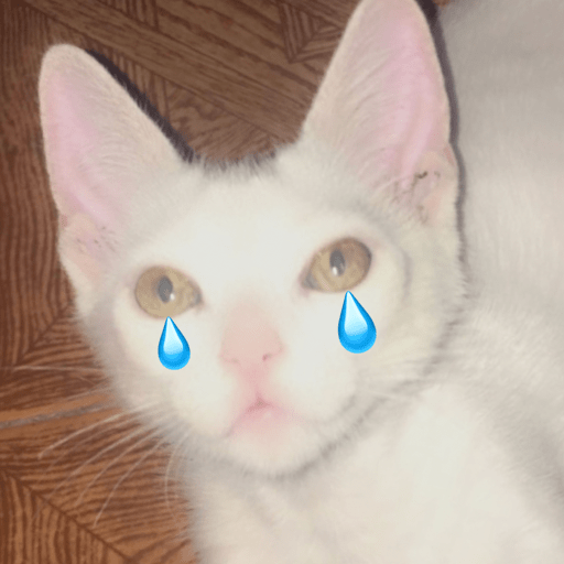 Gato 20