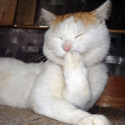 Cat 3
