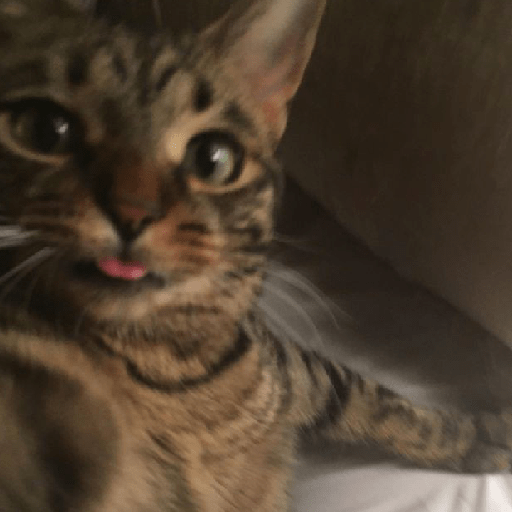 Cat 5