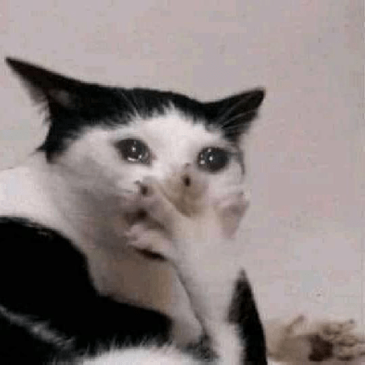 Cat 6