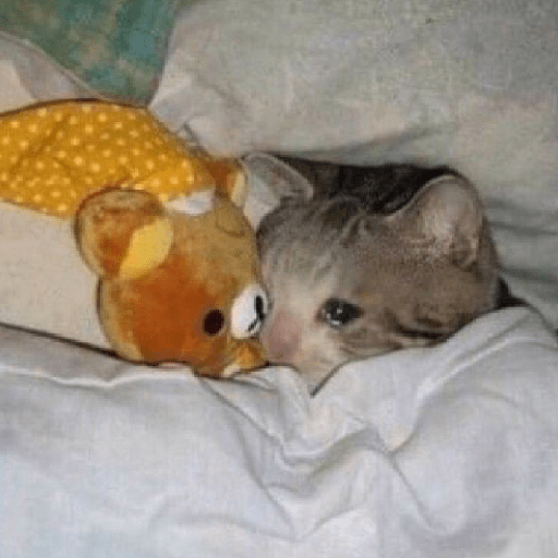 Cat 7