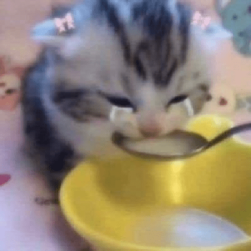 Cat 9