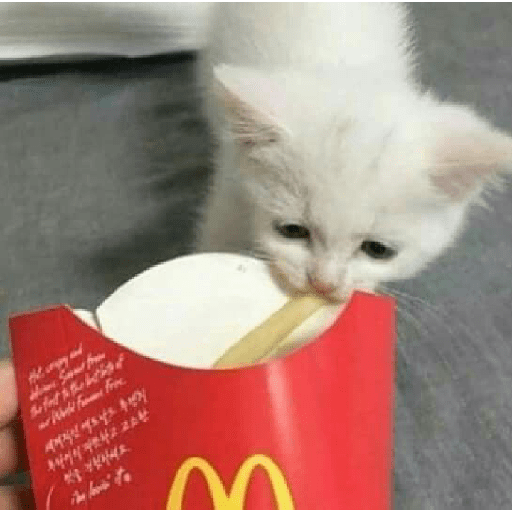 Cat 10