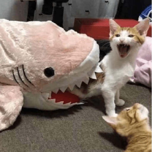 Cat 12