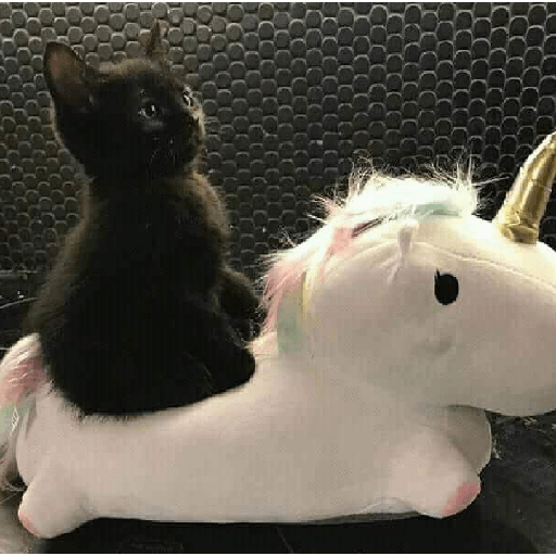 Cat 13
