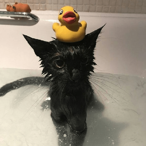 Cat 15