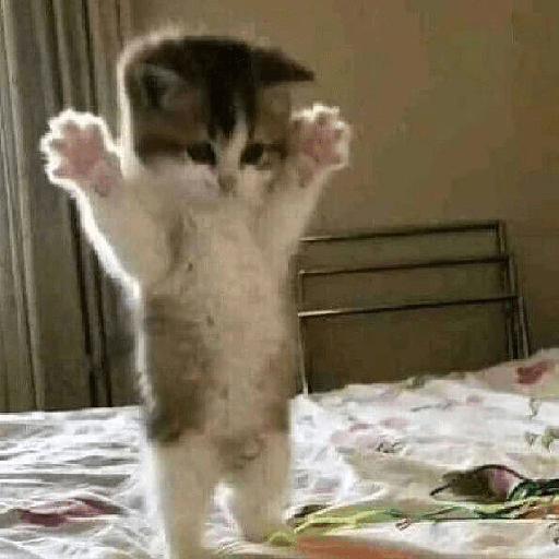 Cat 17