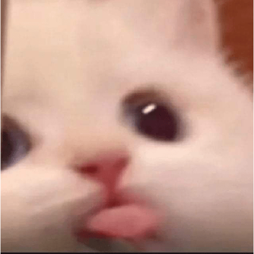 Cat 18